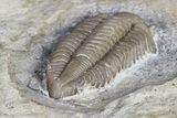 Ultra Rare Rielaspis Trilobite - Ontario, Canada #179439-4